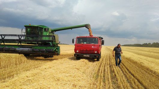 Українські аграрії вже зібрали 33,8 мільйона тонн ранніх зернових
