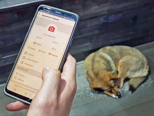 Animal ID: в Тернополі порахували безпритульних собак за міжнародною методикою