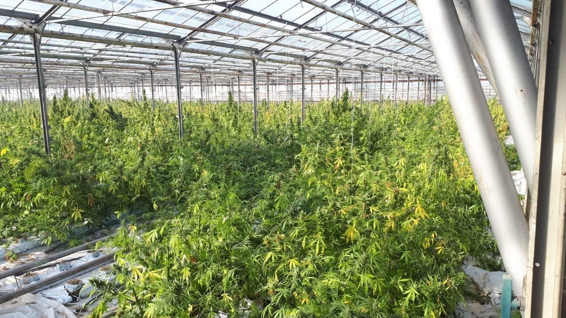 На Прикарпатті накрили рекордну тепличну плантацію марихуани (відео)