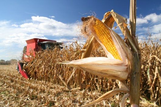 Аграрії вже зібрали 70% зернових цьогорічного врожаю