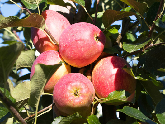 Недбалість аграрних чиновників призвела до блокування експорту яблук до Індонезії