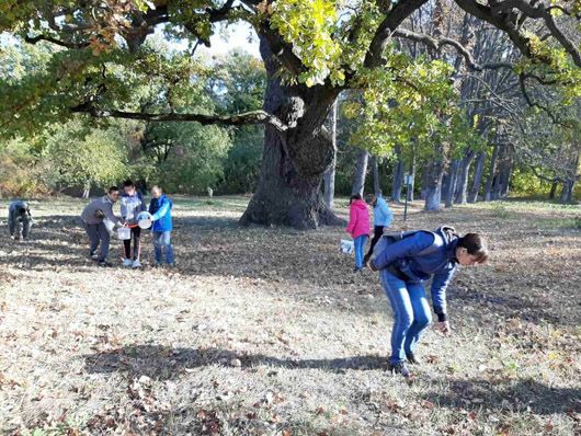 Біля маєтку Енгельгардта на Черкащині школярі зібрали 200 кілограмів жолудів