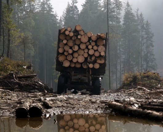 Рада запровадила мораторій на суцільну вирубку лісу в Карпатах