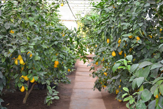 У Корсуні лісівники щороку збирають по 300 кілограмів лимонів