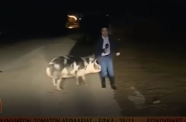 На грецького журналіста під час прямого ефіру напала свиня (відео)