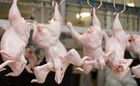 ЄС відмовився переглядати ембарго на експорт української курятини