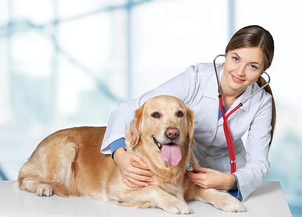 Карантин: ветеринарним лікарням дозволили працювати