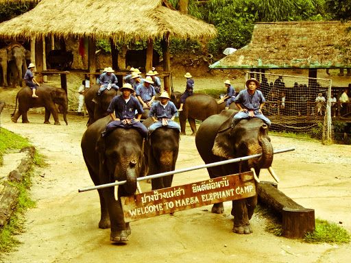 У Таїланді відпочивають від туристів десятки слонів, фото