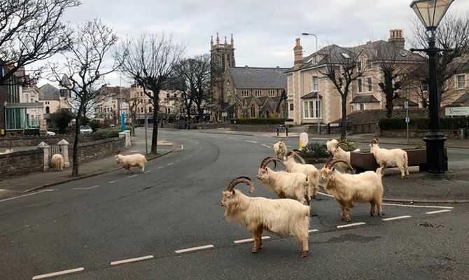 У Вельсі господарюють на вулицях гірські козли, фото