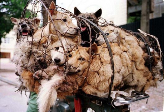 У Китаї розпочався фестиваль собачого м’яса попри обурення епідеміологів та захисників тварин