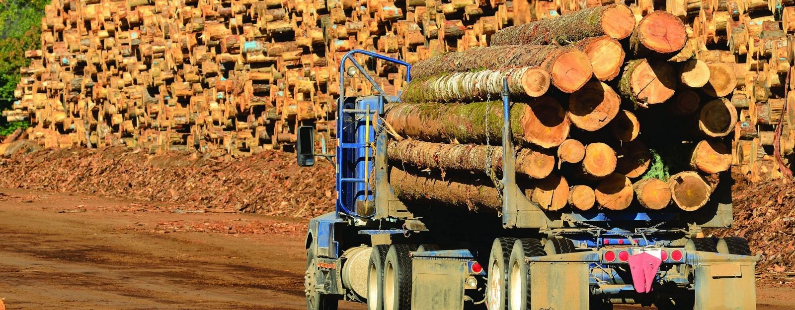 Чий кругляк: влада не визнає звинувачень у «сірому» експорті необробленої деревини