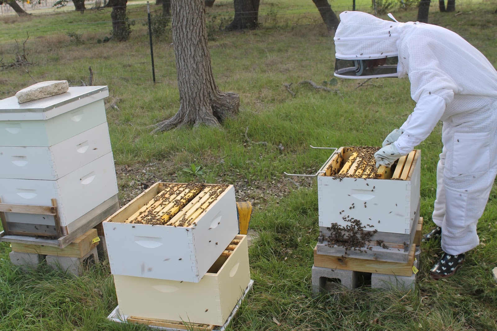 Ні меду, ні фруктів: бездумне використання пестицидів може згубити бджільництво в Україні