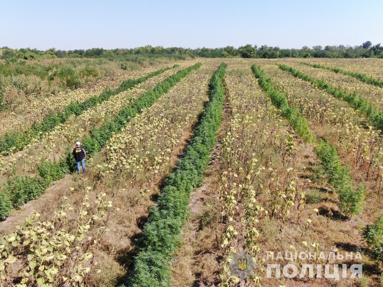Канабіс вирощували на полі із соняшниками поблизу Мелітополя Запорізької області.