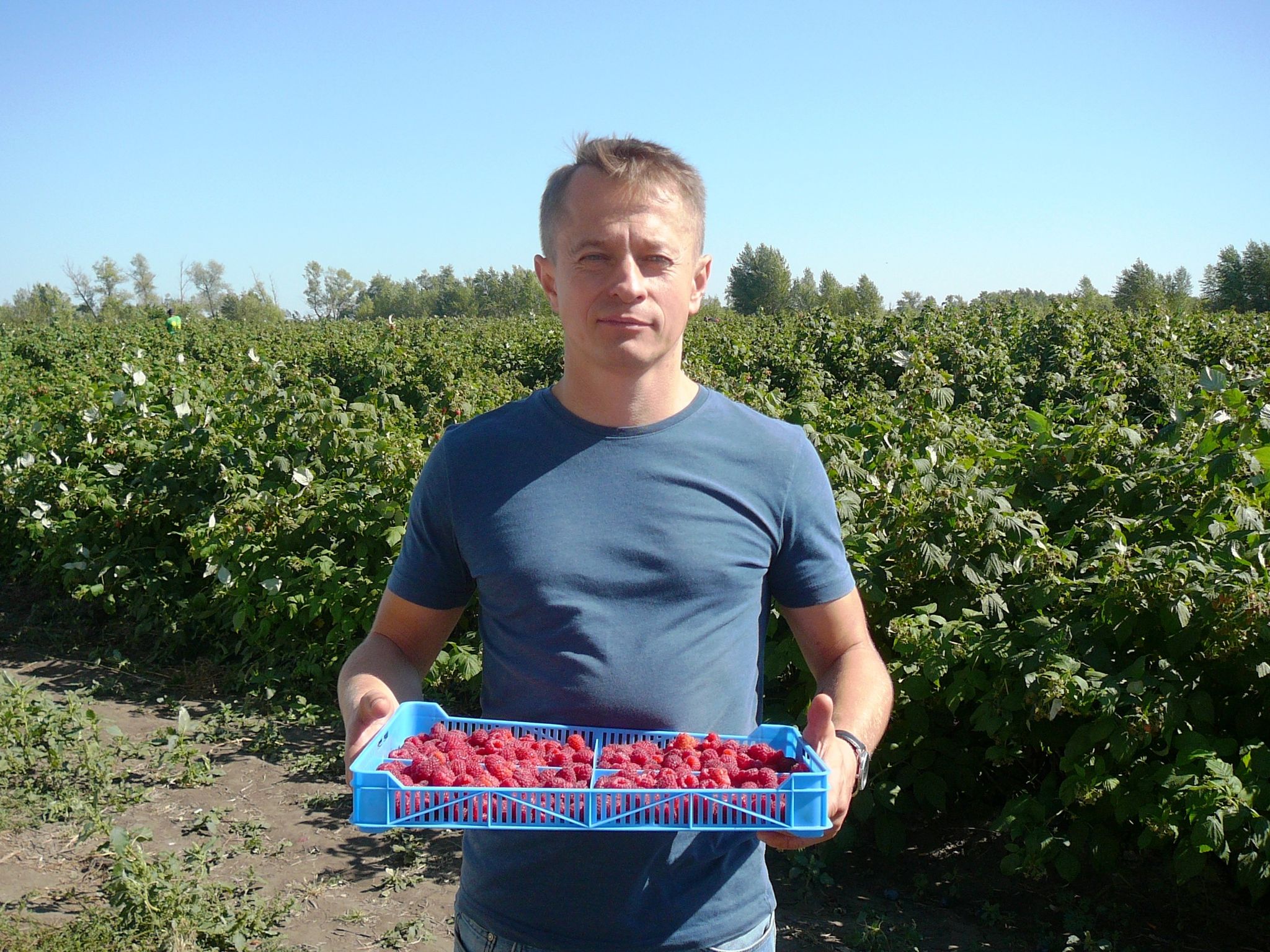 Возрождают ягодоводство: предприниматели с Полтавщины завоевывают европейский рынок своей малиной