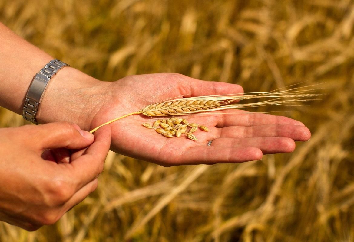 Хліба буде менше: Україна збере суттєво менший урожай зернових за запланований