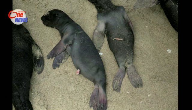У Намібії шоковані масовою загибеллю дітей морських котиків
