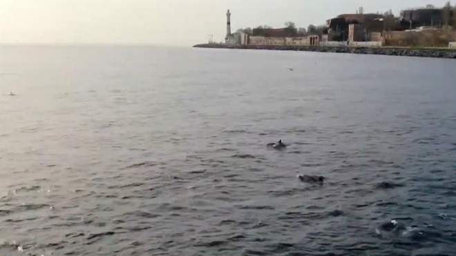 У протоку Босфор повернулися дельфіни, відео