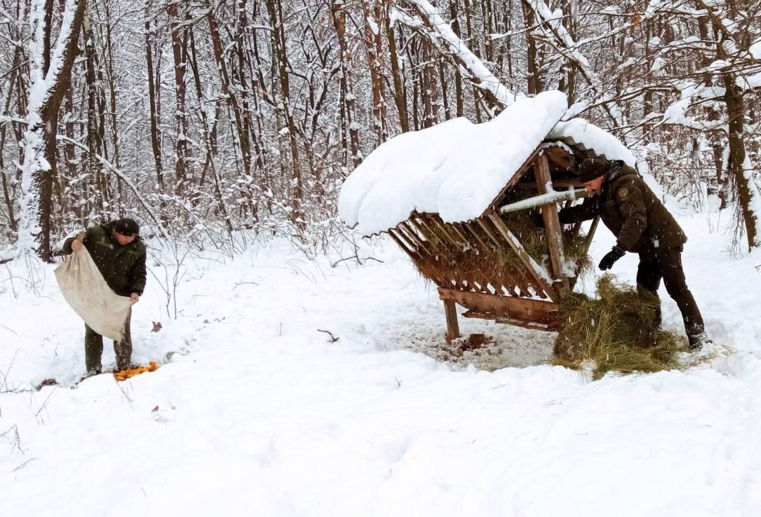 Ласощі для братів наших менших: на Черкащині лісівники підгодовують диких тварин