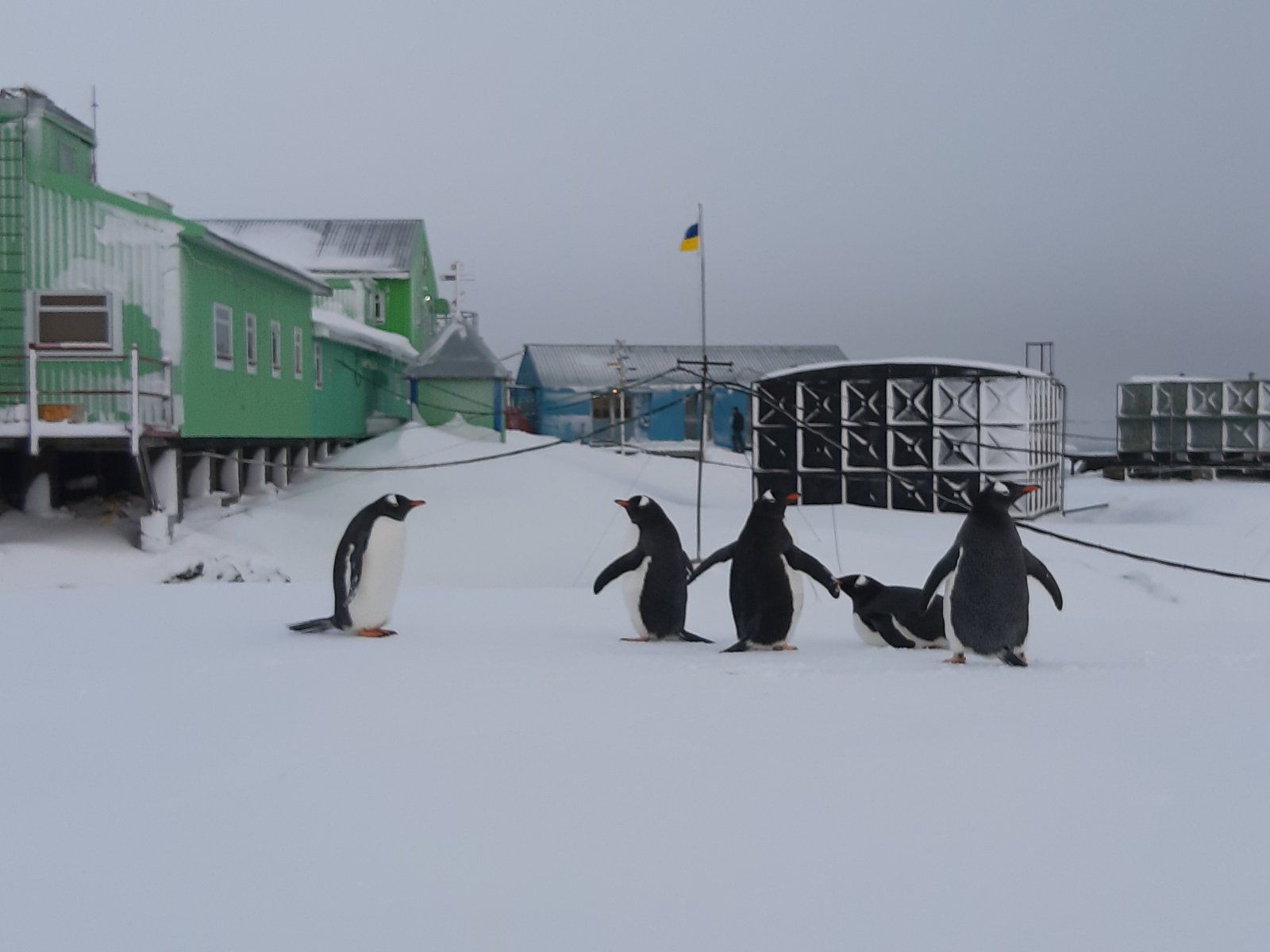 «Академік Вернадський»: Google присвятив дудл український антарктичній станції