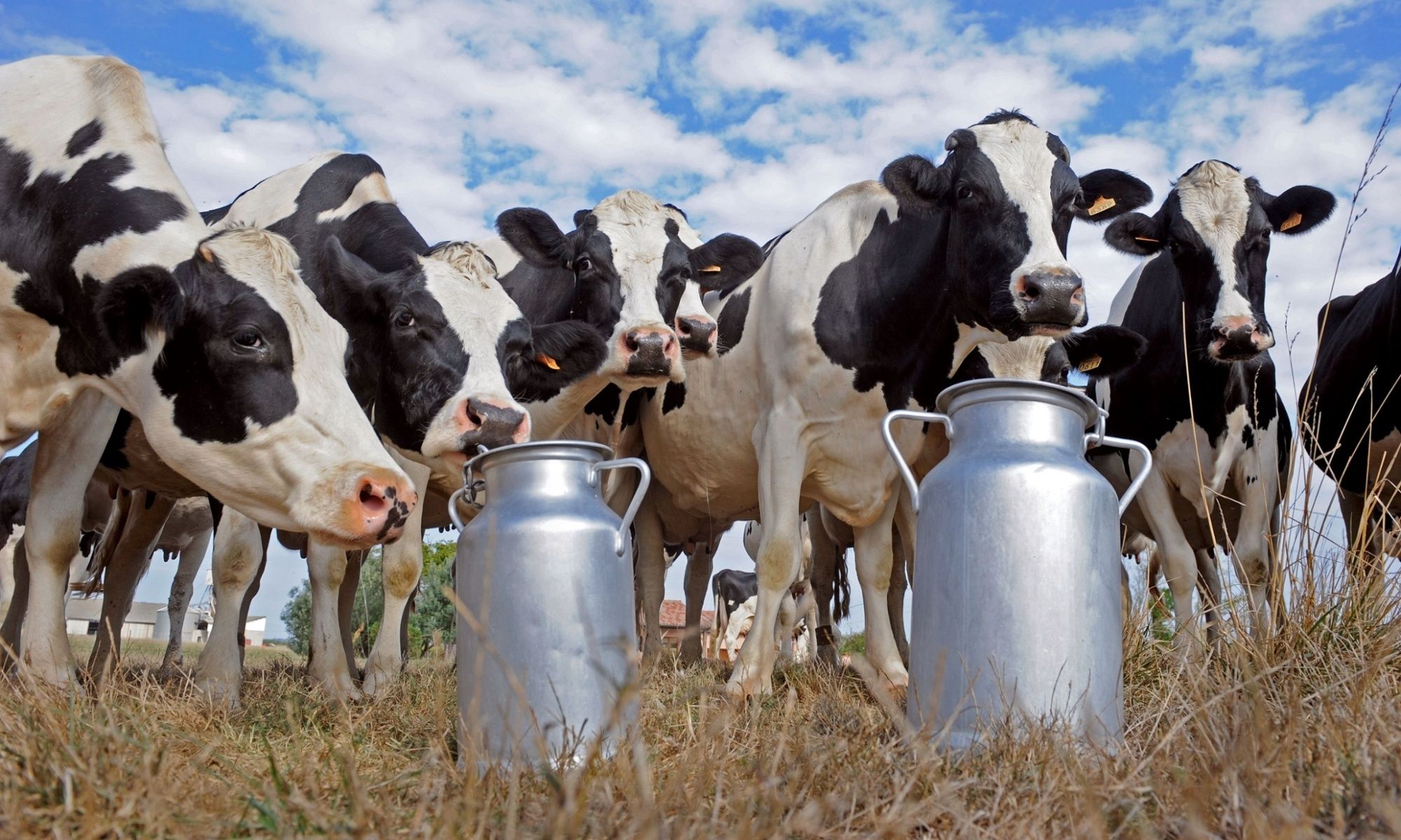 Дефіцит підтримки: Україна перетворюється з потужного експортера молочної продукції на нетто-імпортера