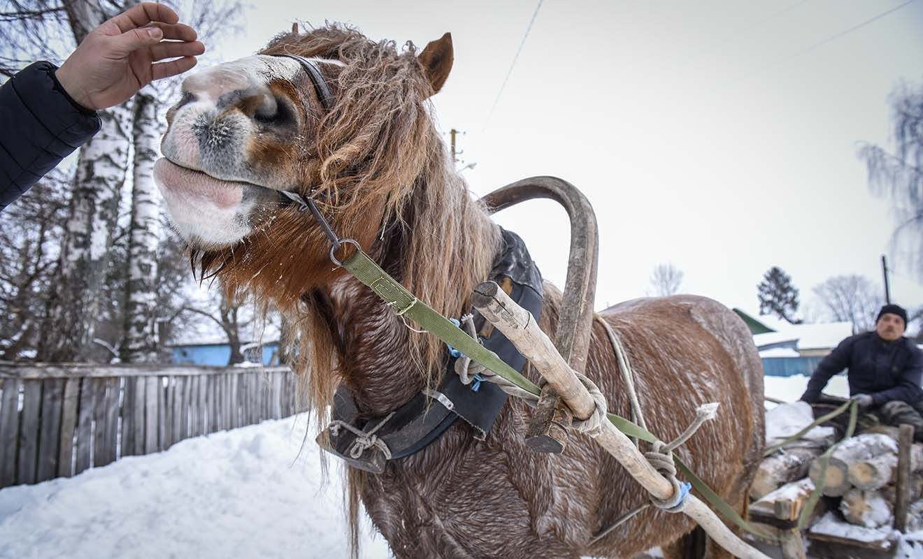 «Без коня ти просто селянин, з конем — хазяїн»: репортаж з унікального села на Чернігівщині