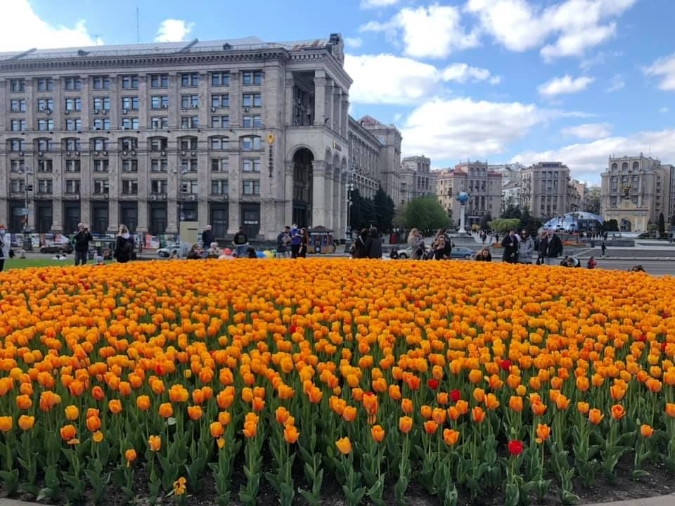 Герої Небесної сотні: У Києві розквітнули 100 тисяч тюльпанів