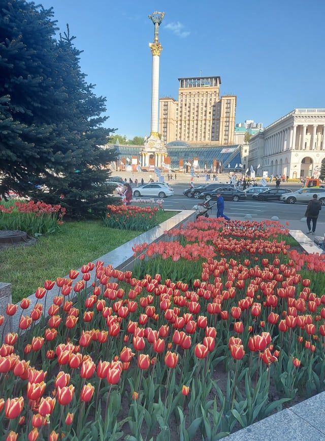 Майдан з червоним полум’ям: тисячі тюльпанів на честь героїв Небесної сотні