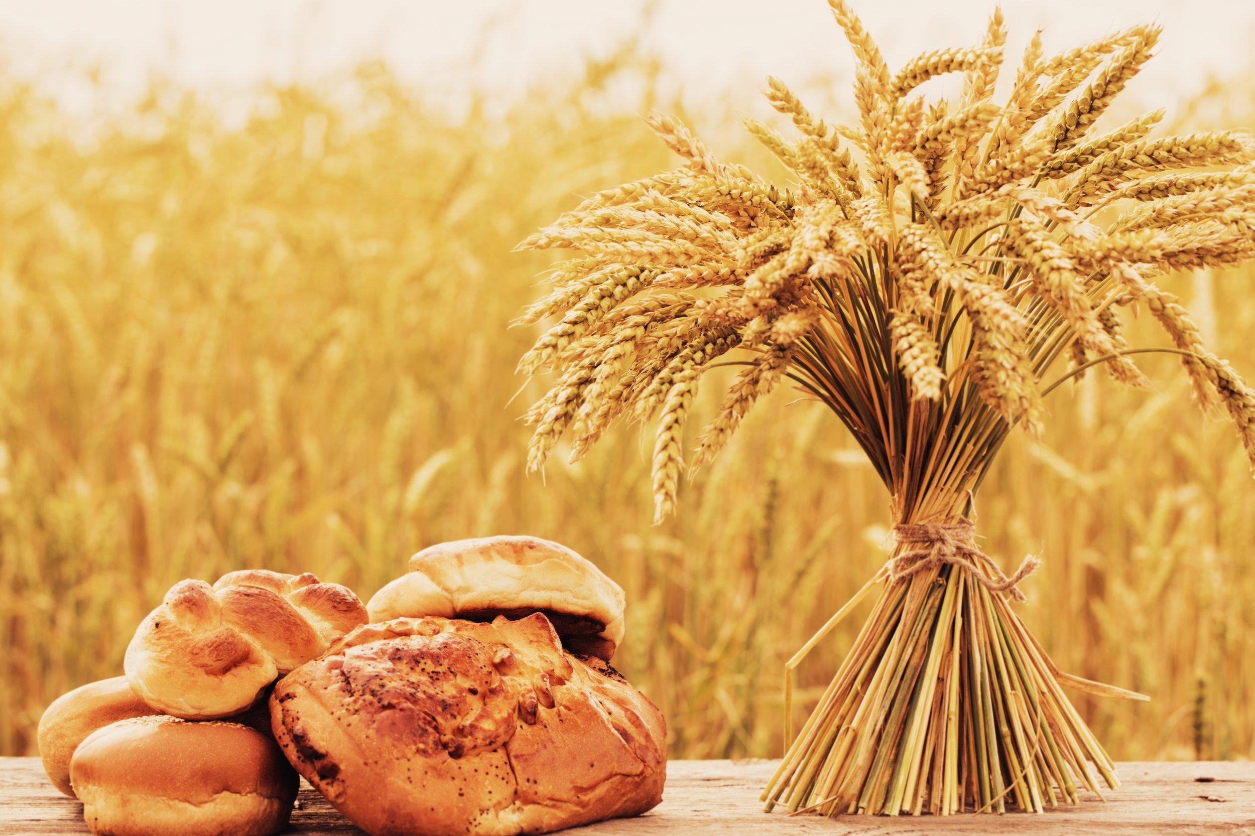 Пів царства за хлібину: у світі стрімко зростають ціни на збіжжя