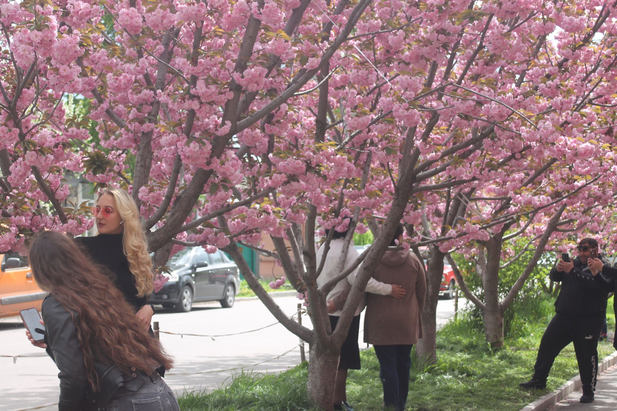 Фото з весняною красою: жителі Полтави шикуються в черги до розквітлих японських вишень