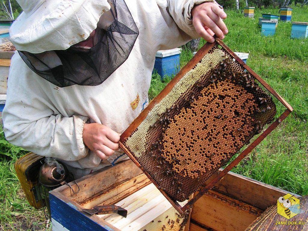 Бджола в законі: пасічники вимагають терміново рятувати галузь - інакше меду не стане