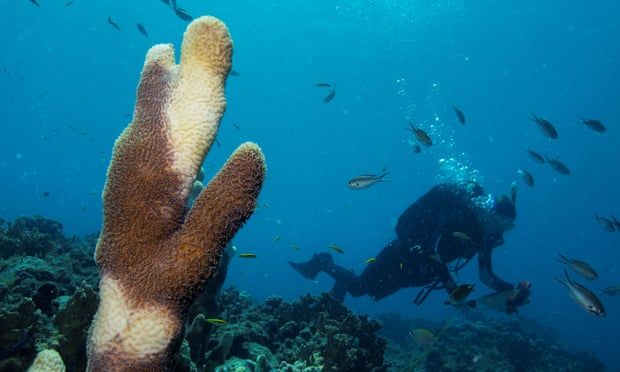 На Карибах судна вразили корали смертельною інфекцією