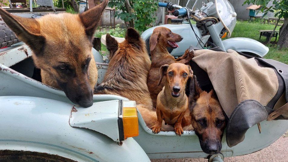 У черкаському селі господар возить собак на прогулянки мотоциклом