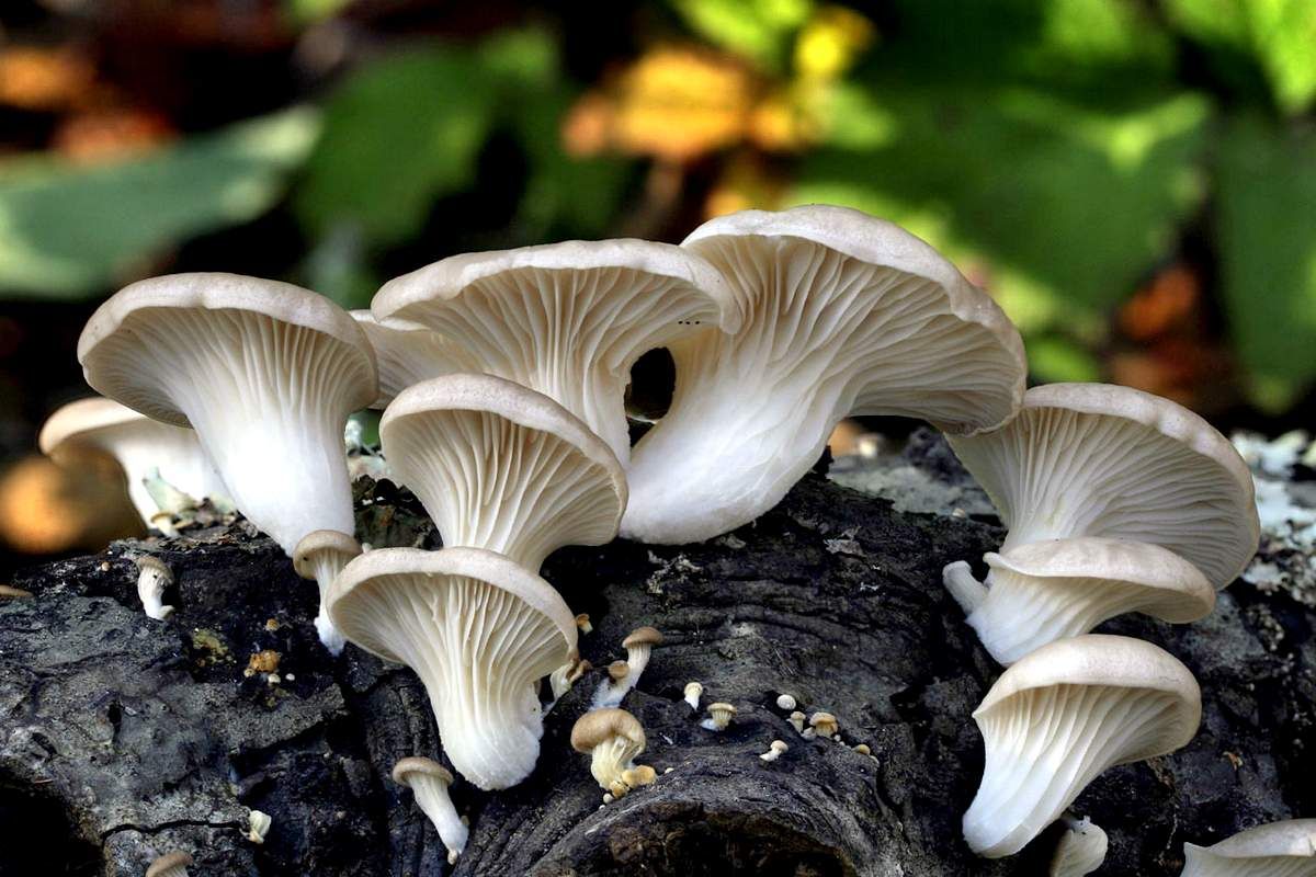 Універсальний гриб: херсонські науковці створили екологічно чистий біопластик із глив