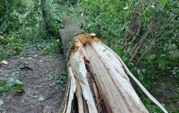 У Львові впало дерево під час буревію: загинули хлопець і дівчина