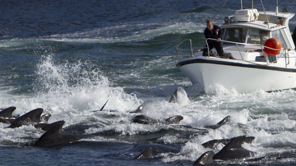 На Фарерських островах місцеві мисливці за день знищили сотні дельфінів