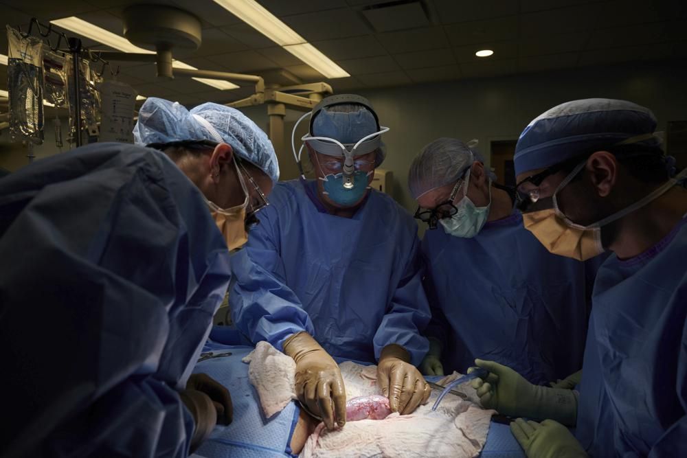У США провели унікальну операцію по пересадці нирки вирощеної в тілі поросяти, фото