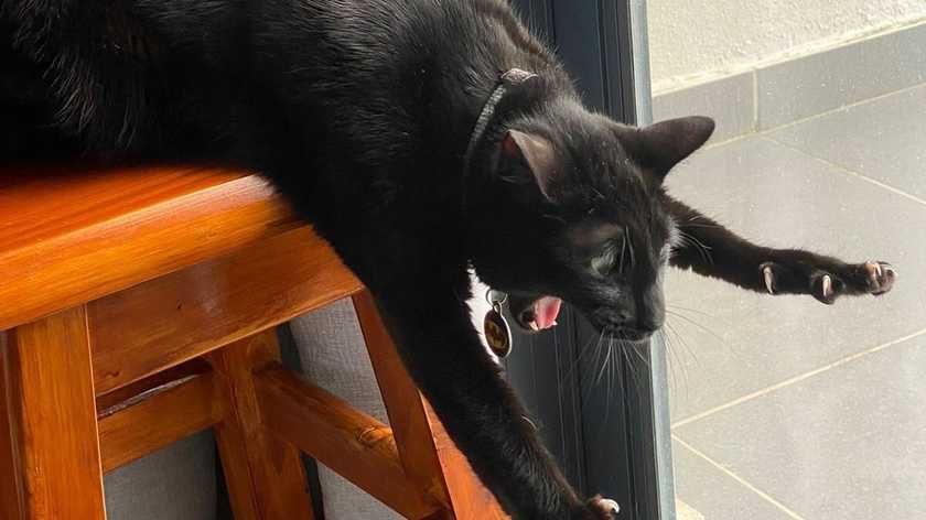 Чорний кіт впав з табурета і став популярним мемом в мережі, фото