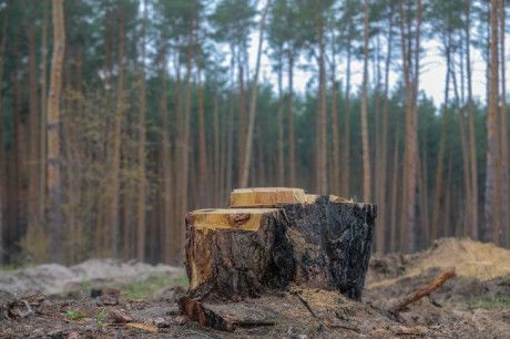 В Україні збитки від екологічних злочинів складають сотні мільйонів – ДБР