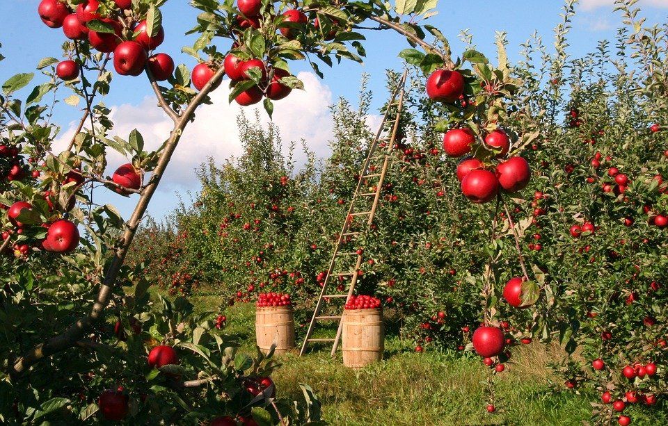 Коли врожай не радує. Садівники змушені продавати яблука переробникам за 1-1,3 грн за кілограм