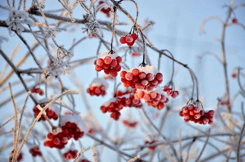 Мороз за розкладом, а от снігу не буде: яка погода очікує українців та Новий рік та Різдво