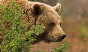 У румунських Карпатах на туристів з України напав ведмідь