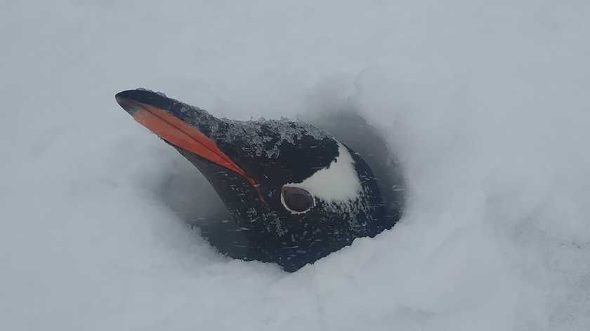 Біля станції "Академік Вернадський" засипало снігом гнізда пінгвінів