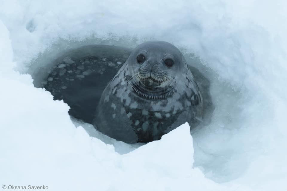 Біля станції «Академік Вернадський» вчені змогли записати, як співають тюлені