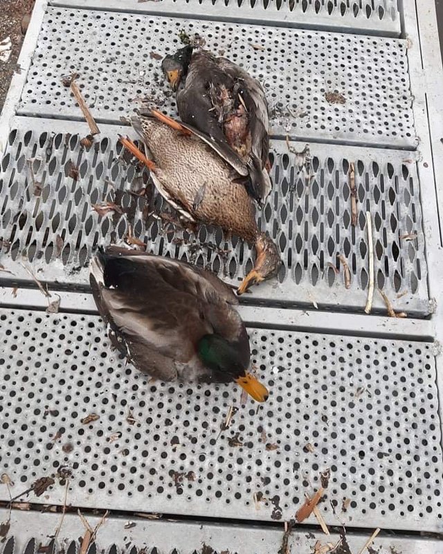 Водичка з амонієм: на річці Уди на Харківщині масово гинуть дикі качки