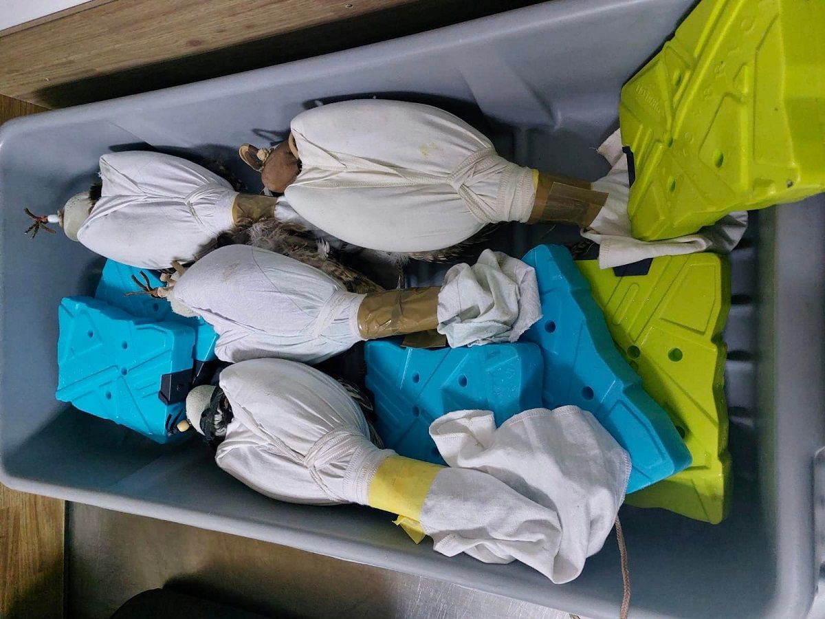 У аеропорту «Бориспіль» митники знайшли чотирьох соколів рідкісної породи, яких чоловік намагався вивезти до Катару