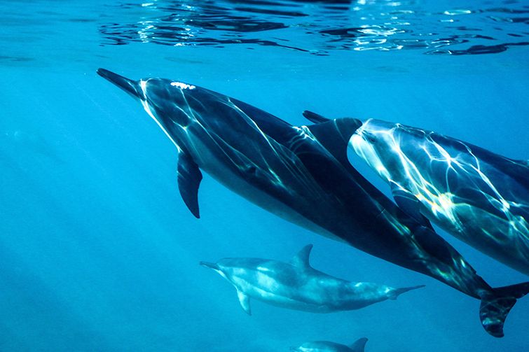 Під Севастополем російські кораблі охороняє загін бойових дельфінів