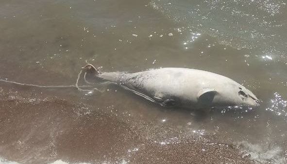 У Маріуполі в акваторії моря гинуть дельфіни – Андрющенко