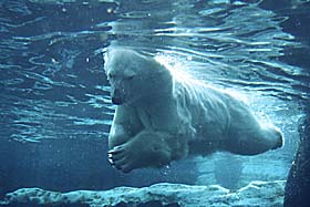 Кому дістанеться полярний ведмідь?