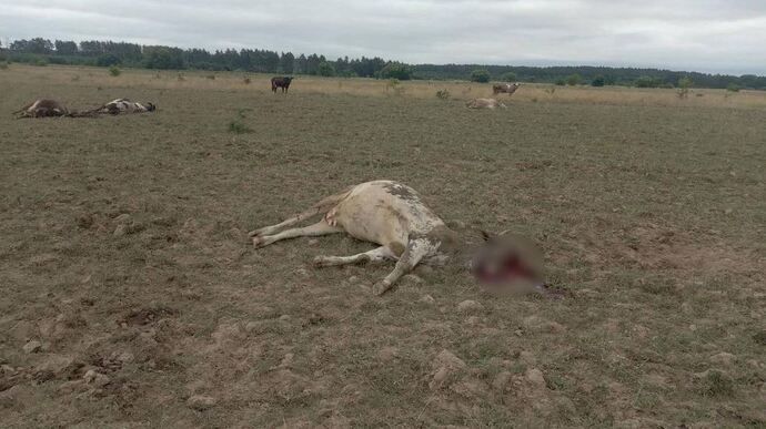 Російські загарбники «градами» обстріляли пасовище з коровами