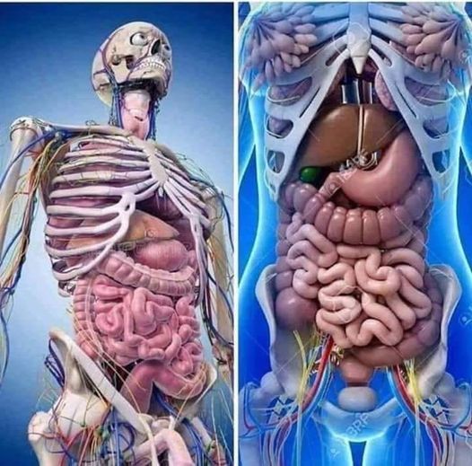 Зберігайте свої органи здоровими.